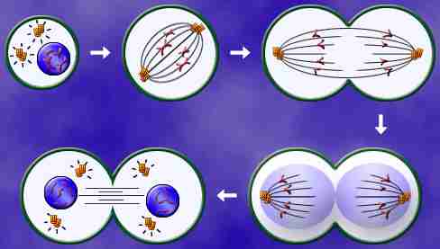 Cell Cycle  on The Following Link To See An Animation Of The Cell Cycle And Mitosis